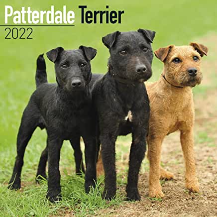 预订patterdale terrier 2022 wall calendar