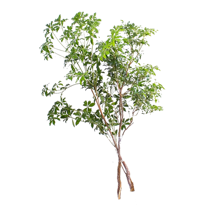 大海邊 馬醉木水培植物鮮切枝條樹枝室內(nèi)綠植吊鐘樹苗水養(yǎng)盆栽活樹 【60-70cm】?jī)芍аb 裸根不帶土