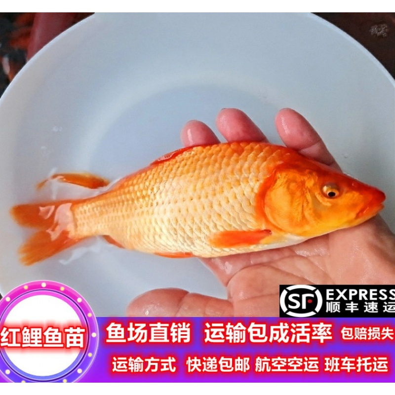 荣郁 红鲤鱼苗鲤鱼苗兴国红鲤鱼鱼苗活体观赏红鲤鱼七彩红鲤鱼淡水