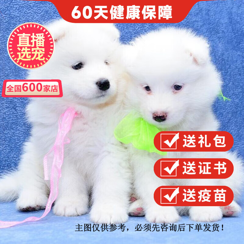 优宠奇派纯种宠物狗微笑天使萨摩耶幼犬幼崽活体雪橇三傻 宠物级 a