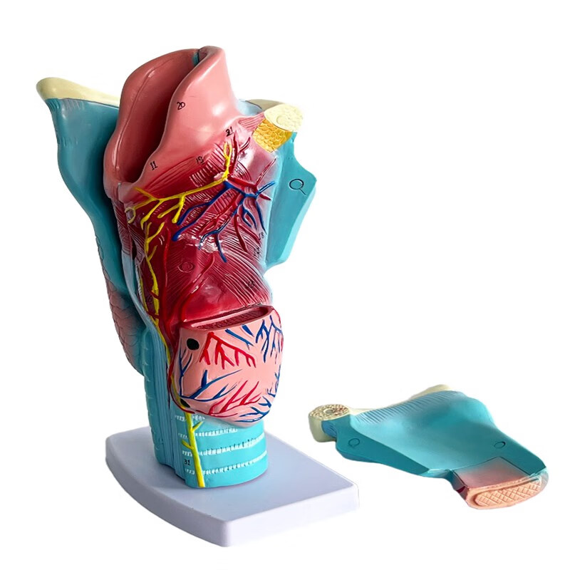 喉咙解剖咽喉模型 2倍放大标本喉部血管甲状腺喉结头医院教学模型 2倍
