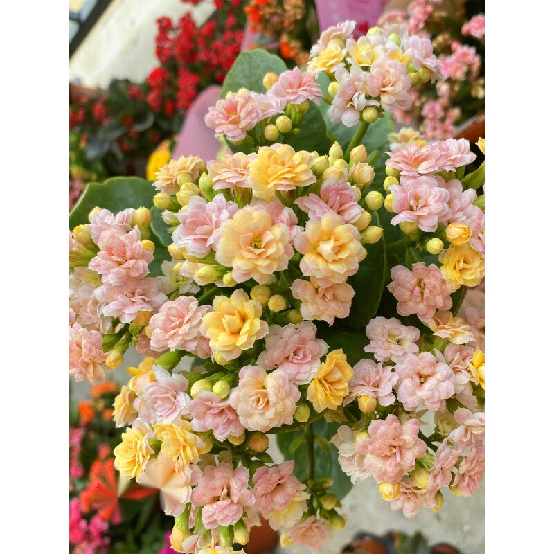 婉婉的花园长寿花盆栽重瓣花大花带花苞品种缤纷柠檬水果糖 买前必看