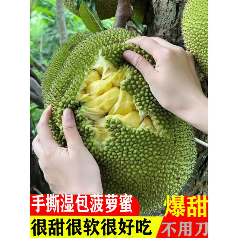 采缇(caiti)正宗徐闻湿包菠萝蜜稀有手撕树木波罗新鲜水果 1g 【湿包