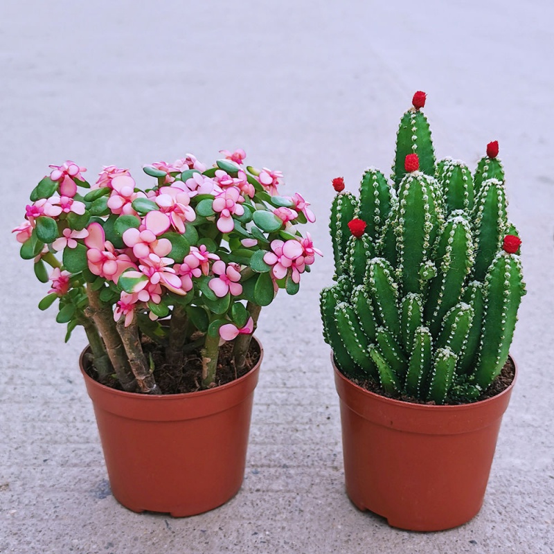 【现货直发】金玉满堂多肉植物仙人掌室内盆栽客厅吸甲醛绿植花卉