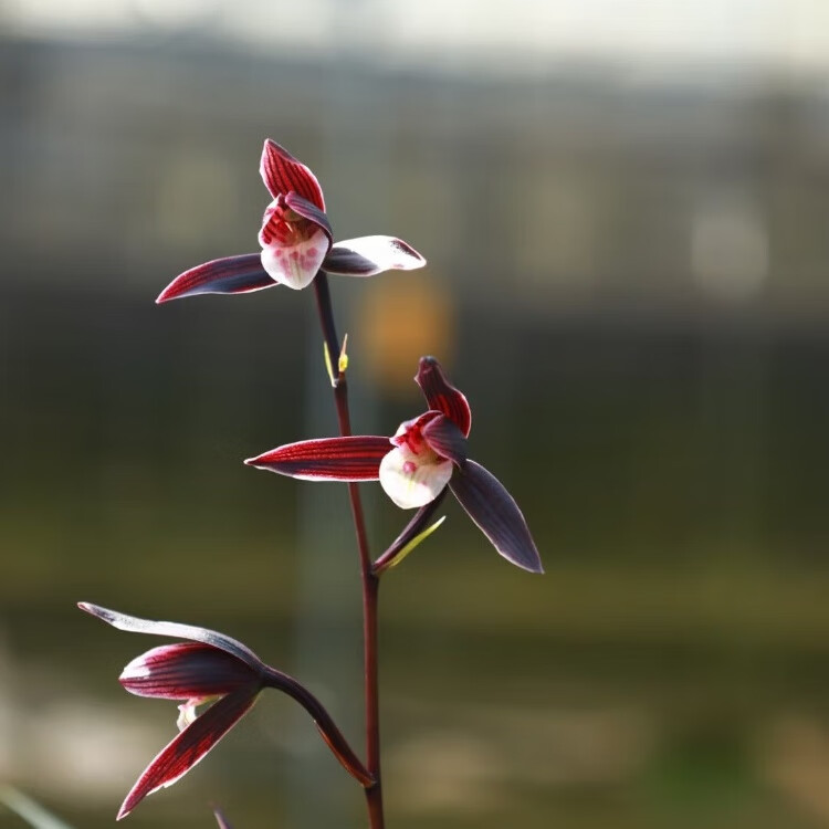 细叶寒兰兰花 雪中红 紫燕 国红 端妍 室内阳台客厅高档兰花绿植 端妍