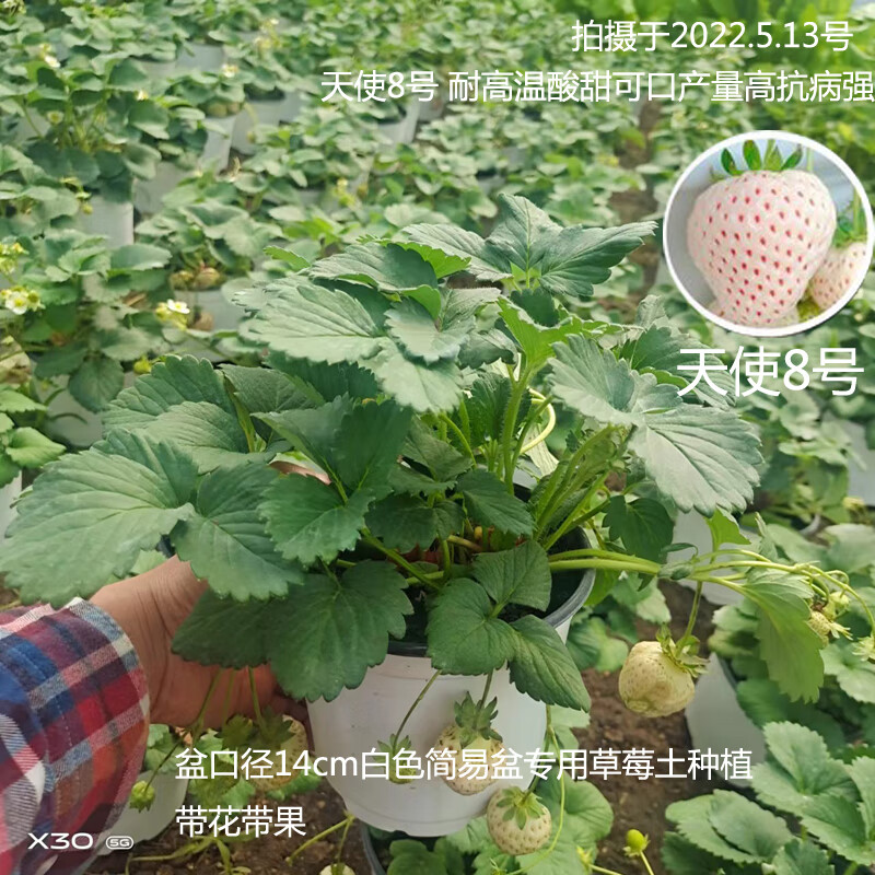草莓苗盆栽食用超甜带土带盆阳台南北方露天种植超大苗果 天使1盆装