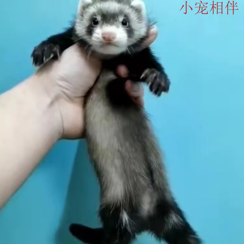 宠物雪貂小龙貂活体貂幼体幼崽宠物貂活物宿舍懒人雪貂活体好养 浣熊
