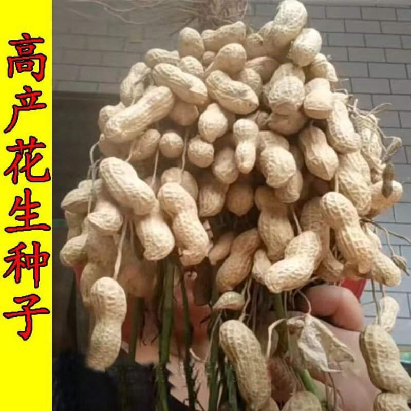 麦基乐花育60花生种子早熟皮花生原种春夏种植 花育60红皮花生种子
