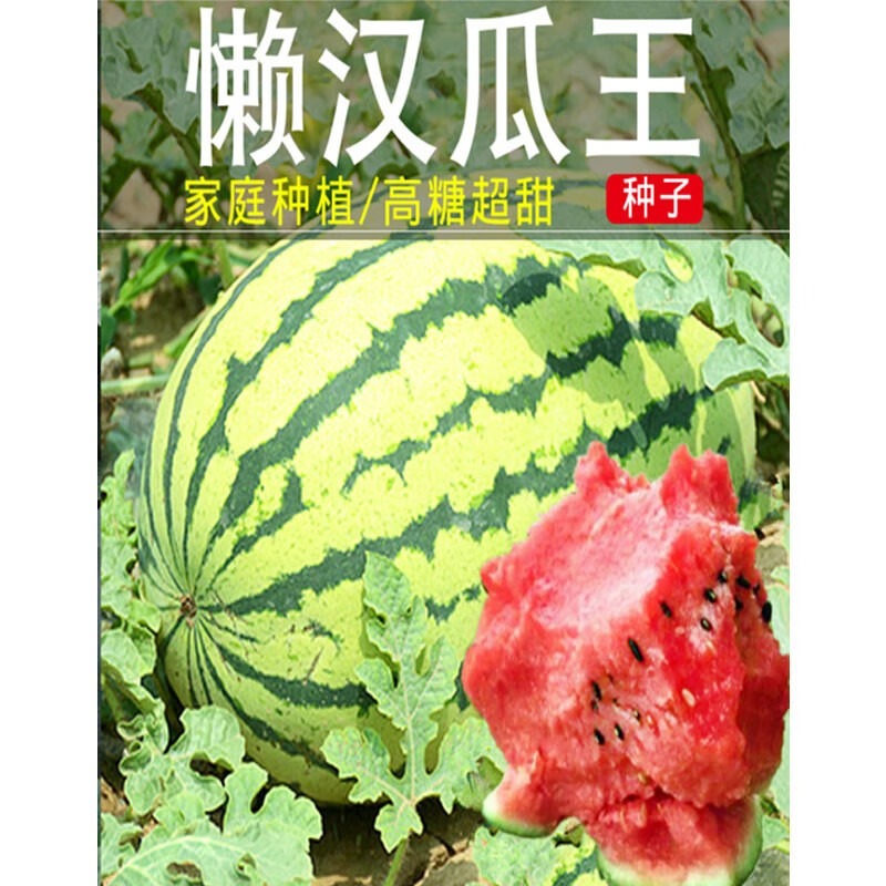 春枝韻西瓜種籽高產(chǎn)抗病大型西瓜種子高甜種子 懶漢瓜王100粒裝