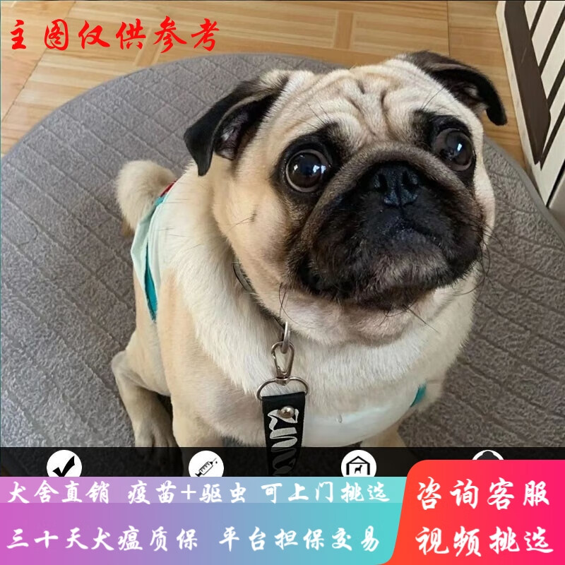 桓瑞宠物纯种宠物狗狗活体巴哥犬幼犬幼崽小型犬 宠物级 宠物级a款 公