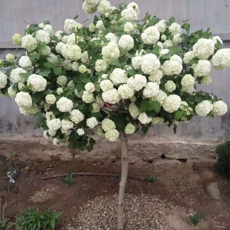 木绣球树苗 大花斗球 中华大花斗球 中华白麻球 庭院木本绣球 中华斗
