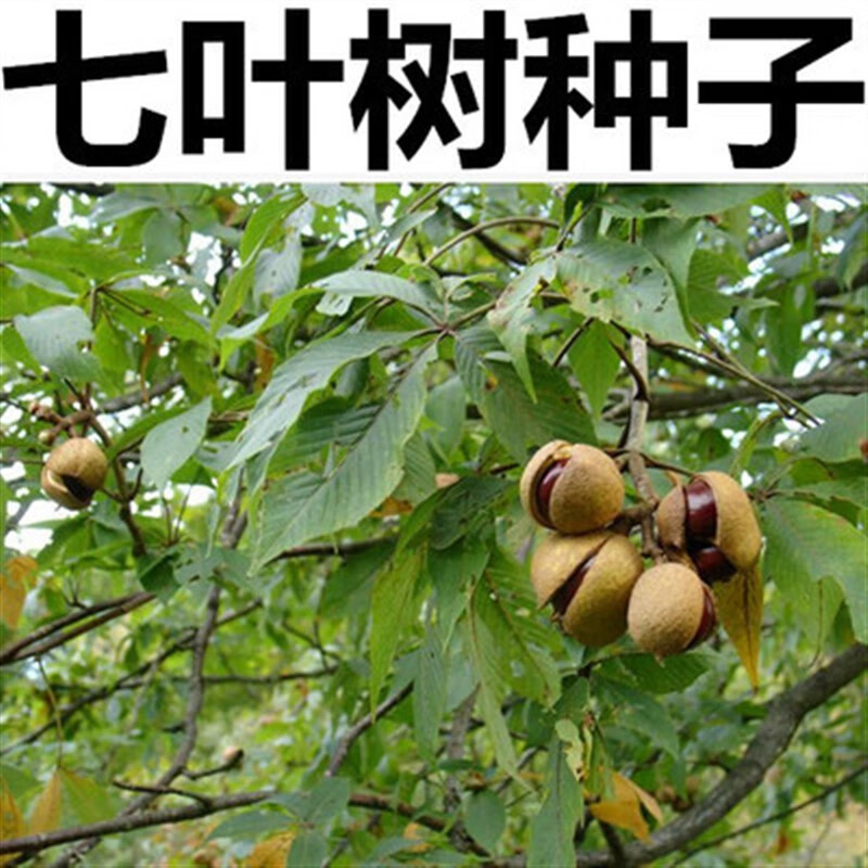 七叶树果实多少钱一斤(七叶树果实多少钱一斤啊)