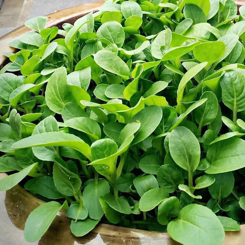 神禾适合春天种的青菜种子籽蔬菜品种大全春季阳台盆栽家庭种植 四季