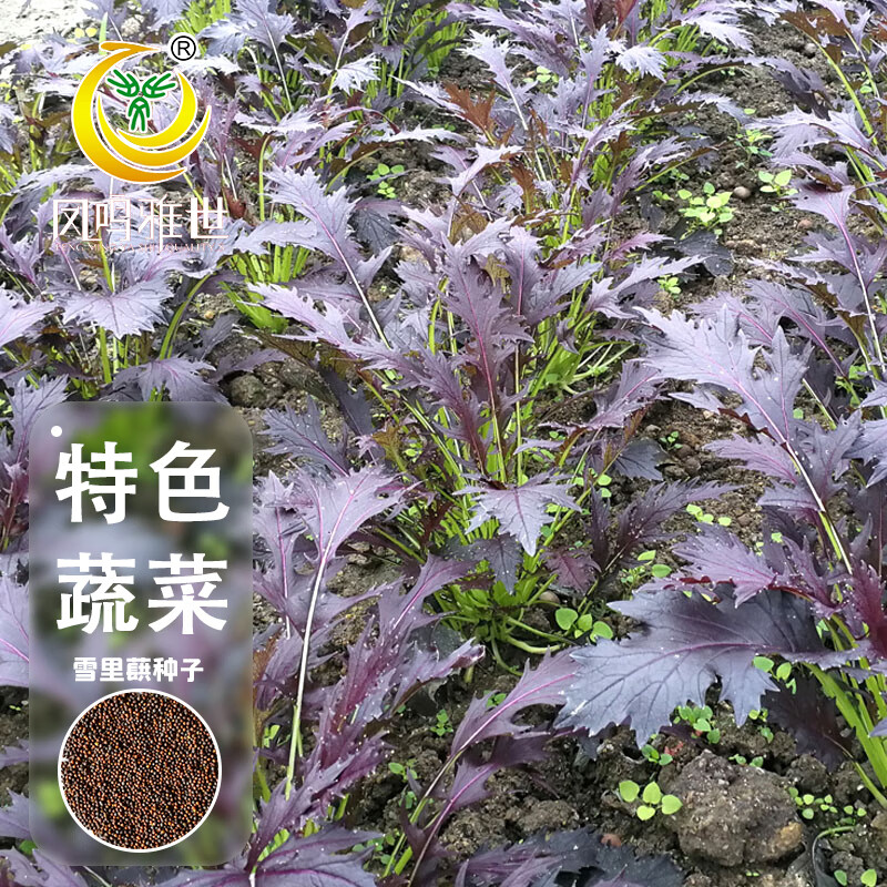 凤鸣雅世雪菜种子小叶梅菜农家菜种籽四季蔬菜种孑紫叶雪里蕻种子10克