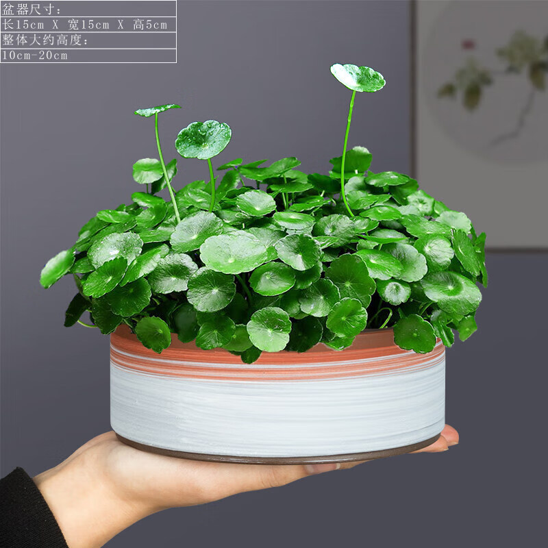 盆景观叶植物好养室内花草水养金钱草四季常青盆栽绿植 财运亨通(红)