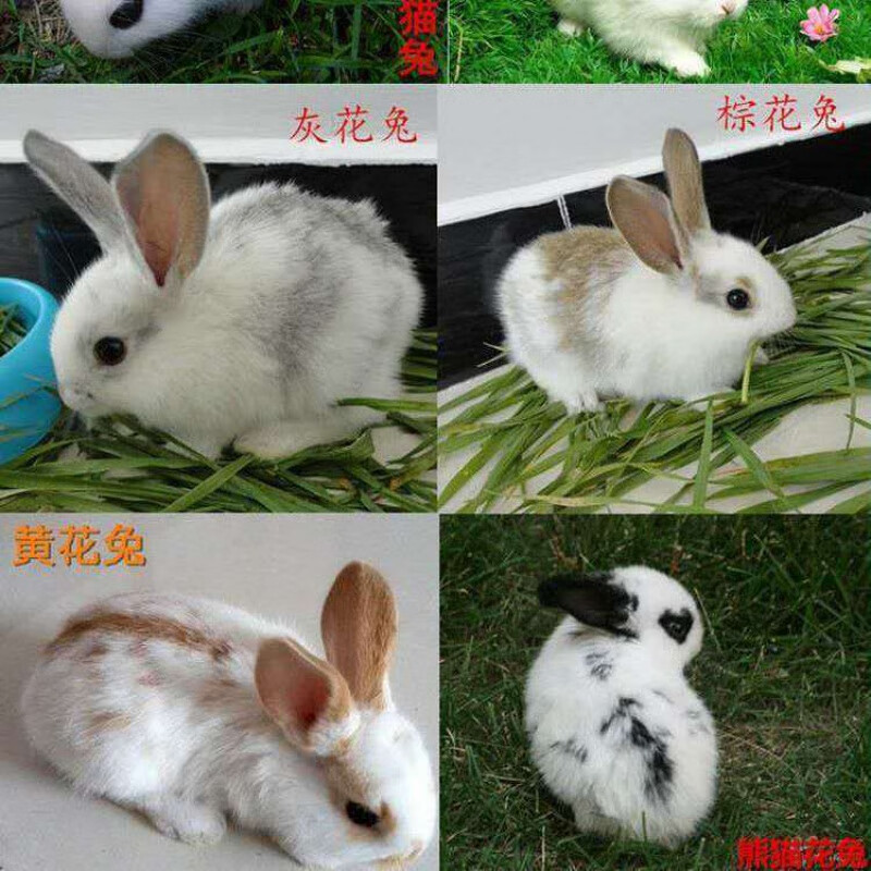 活兔子兔子幼崽家养兔宠物兔肉兔小白兔健康好养活繁殖力强 花兔 一公