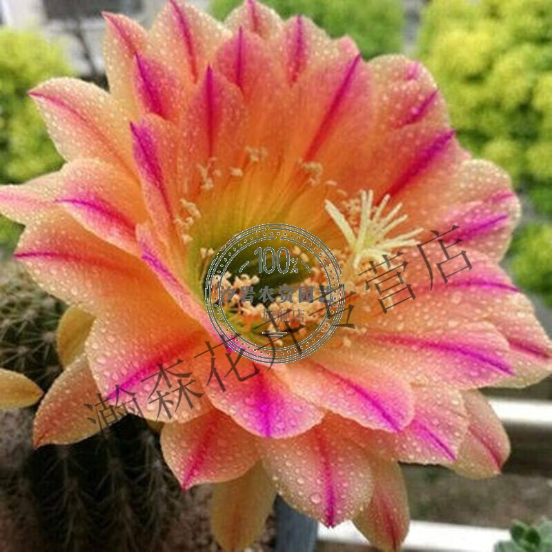 瑰季仙人球盆栽室内带花苞桌面小盆景仙人开花多肉植物绯花玉 花仙子