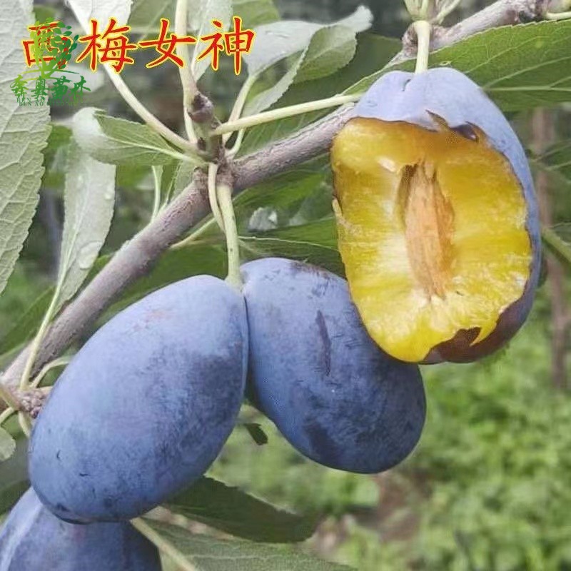 南北方种植 果树苗 李子树 果苗 西梅女神 6年精品苗当年结果