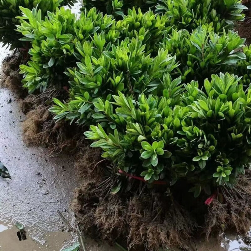 故园人毛鹃树苗映山红小苗庭院小 20-30厘米高10棵