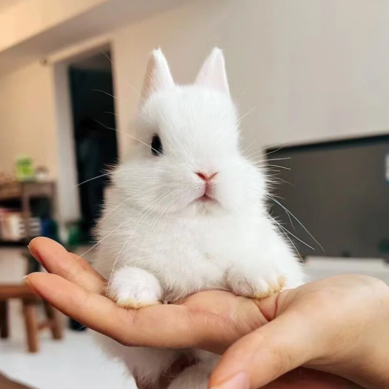纯白侏儒兔长不大迷你西施垂耳兔宠物兔荷兰兔子活物 定金