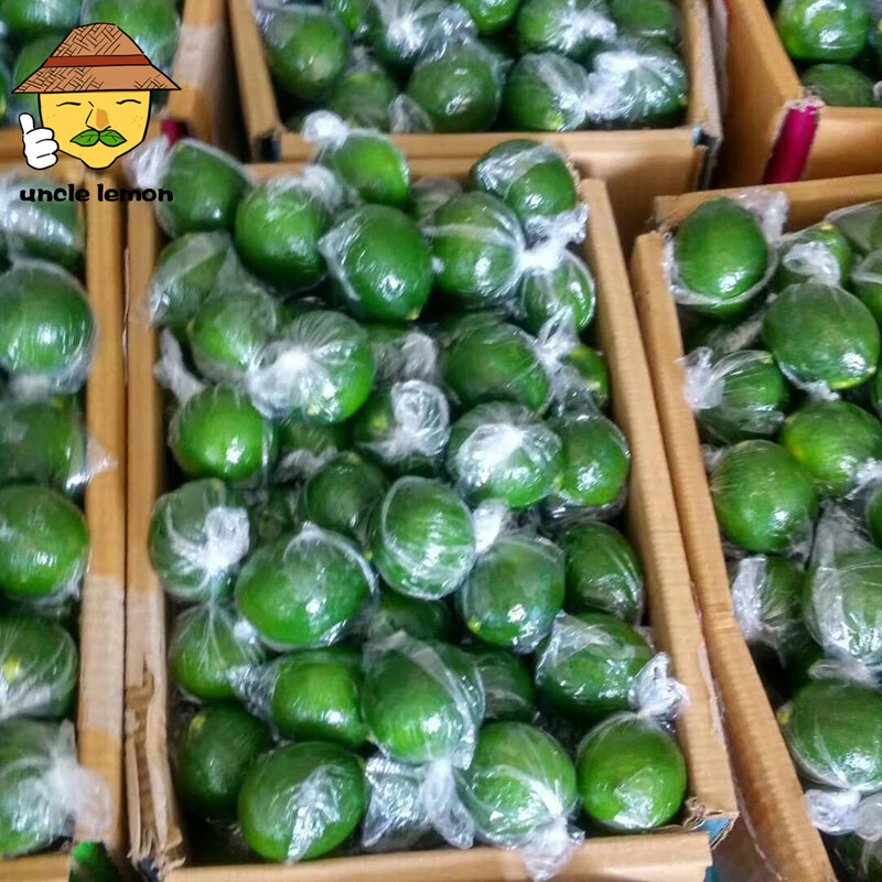 uncle lemon四川特产青柠檬特产水果新鲜多汁皮薄奶茶店榨汁泡茶切片产地直供 5斤超值装（单果重量70-90g）