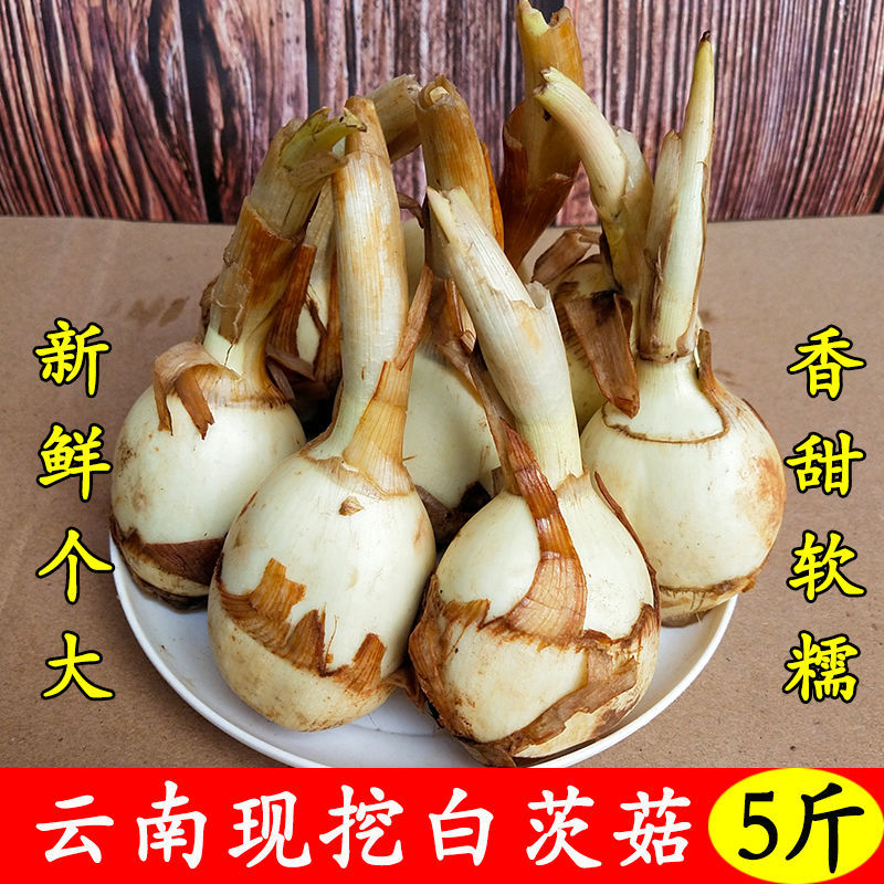 囧仙子现挖白茨菇新鲜山慈姑苗茨菰特产蔬菜地栗芽云南 精选大果2斤装