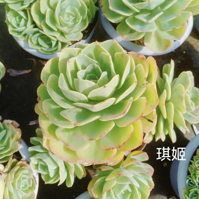 柠檬玫瑰多肉超大老桩庭院室内阳台盆栽新手植物群生抱崽朵朵缀化