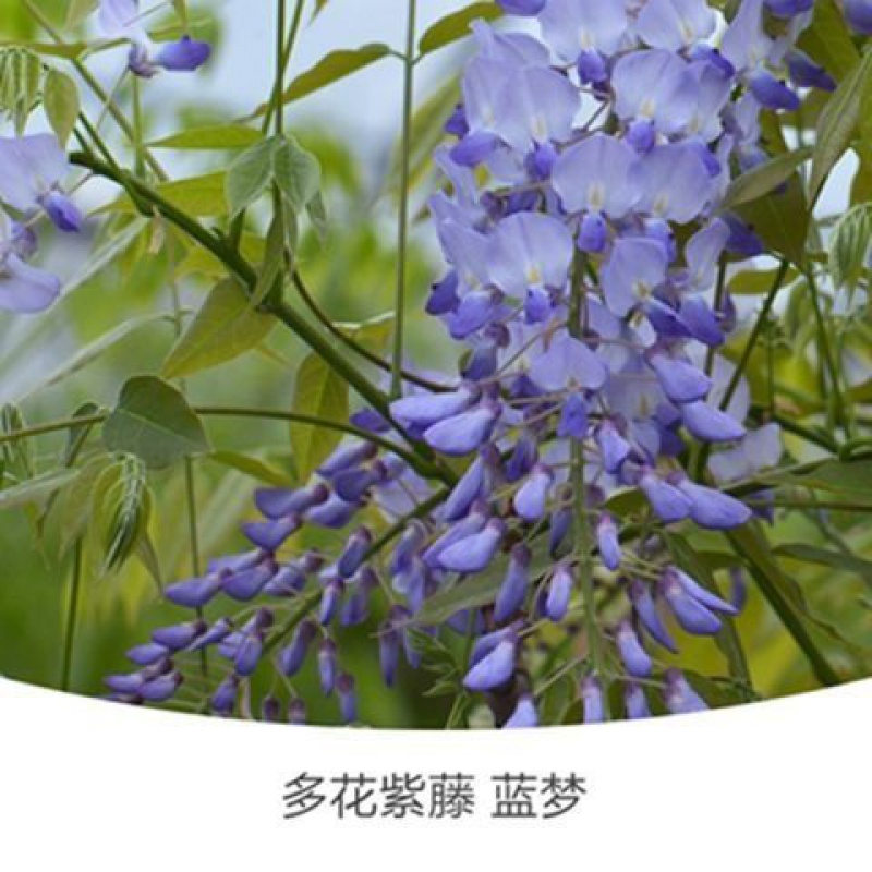 多花紫藤【蓝梦 紫藤三年苗一颗【当年开花】