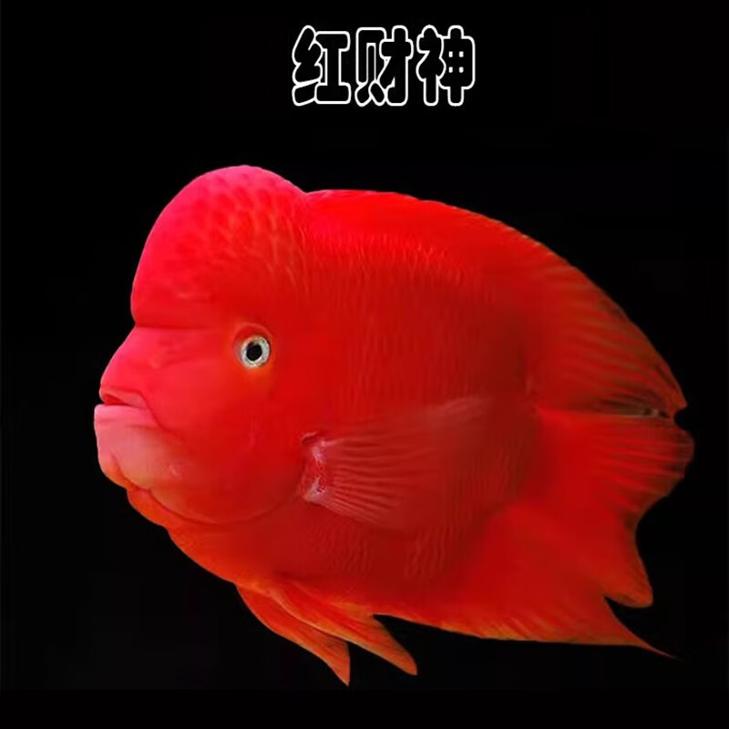 jypet热带观赏鱼发财鱼风水起头财神鱼淡水热带招财鱼 精品微起头财神
