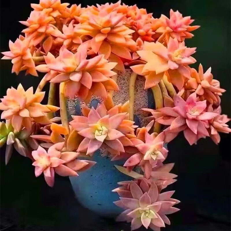 轩林美 多肉植物 贵货肉肉盆栽绿植花卉 果冻布丁【单头4-6cm】