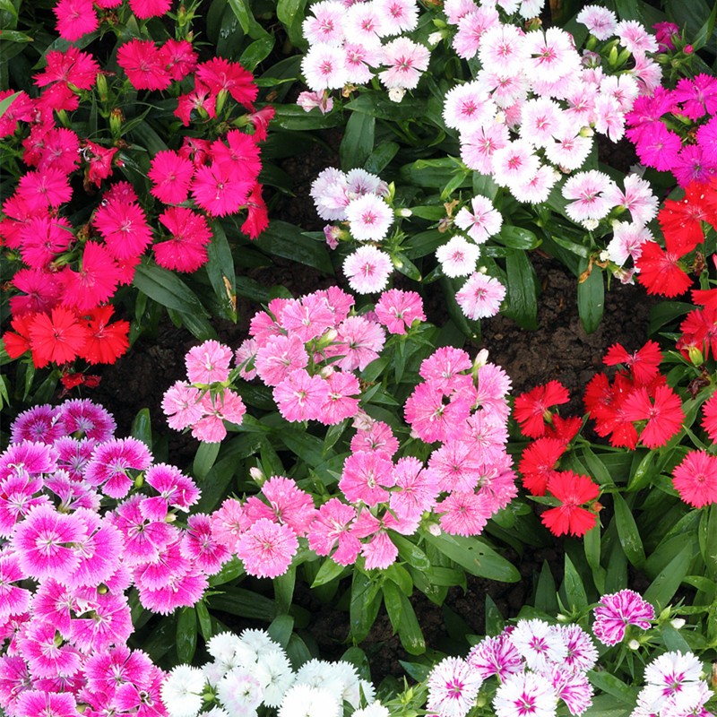 花友秀 五彩石竹种子 种子宿根花卉种籽易活盆栽花卉庭院室外野花种子