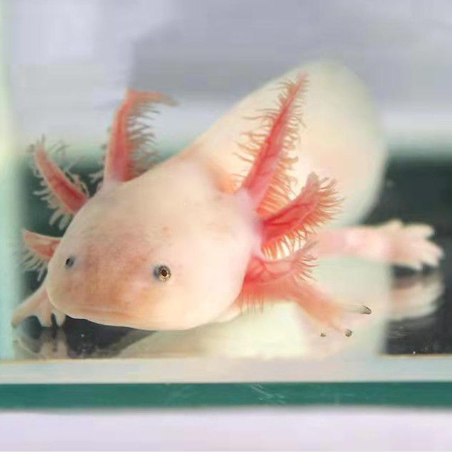 墨一六角恐龙鱼淡水冷水鱼活体宠物鱼霸王蝾螈金鱼龙鱼好养耐活 白玉