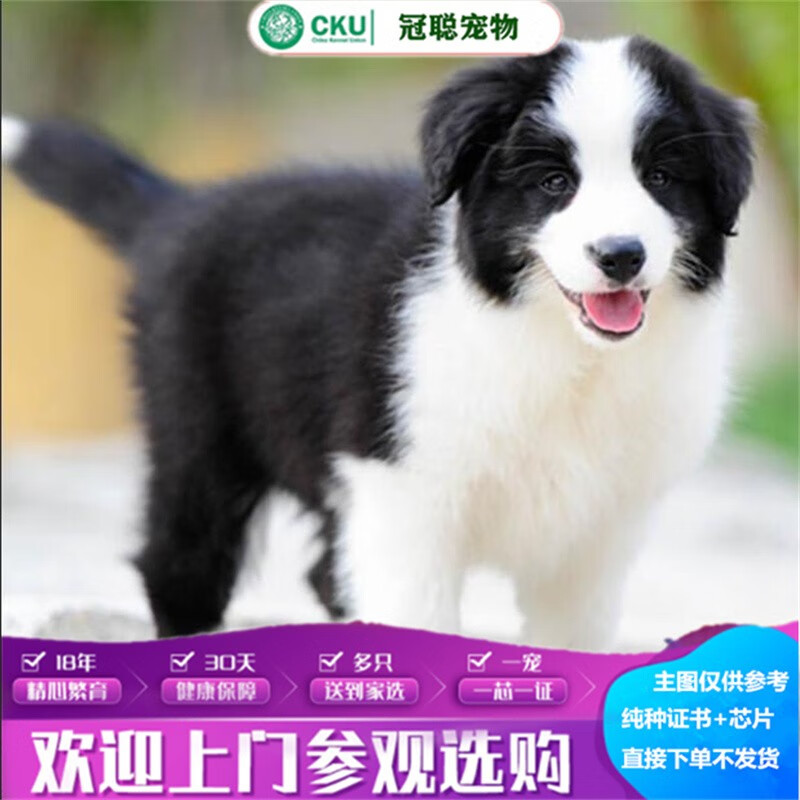 冠聪边境牧羊犬活体宠物狗三通大围脖边牧聪明中型犬金边活体宠物牧羊