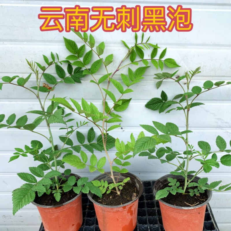 江影清云南网红新款无刺黑泡盆栽无刺黄泡盆栽庭院四季常绿 无刺黑泡