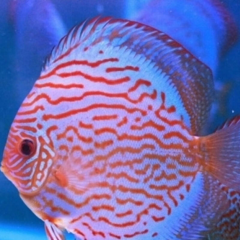 8-10厘米红松石公母一对