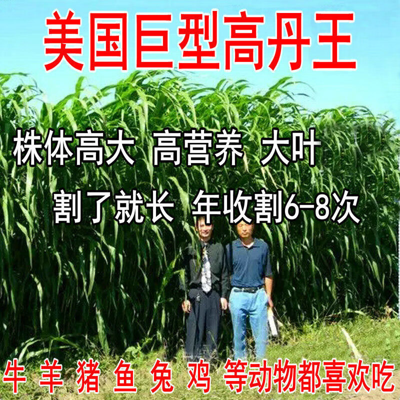 萌蕴（MengYun） 牧草种子进口优质多年生四季大叶高丹王草籽再生牛羊鱼兔养殖畜 美国高丹王草种子1斤