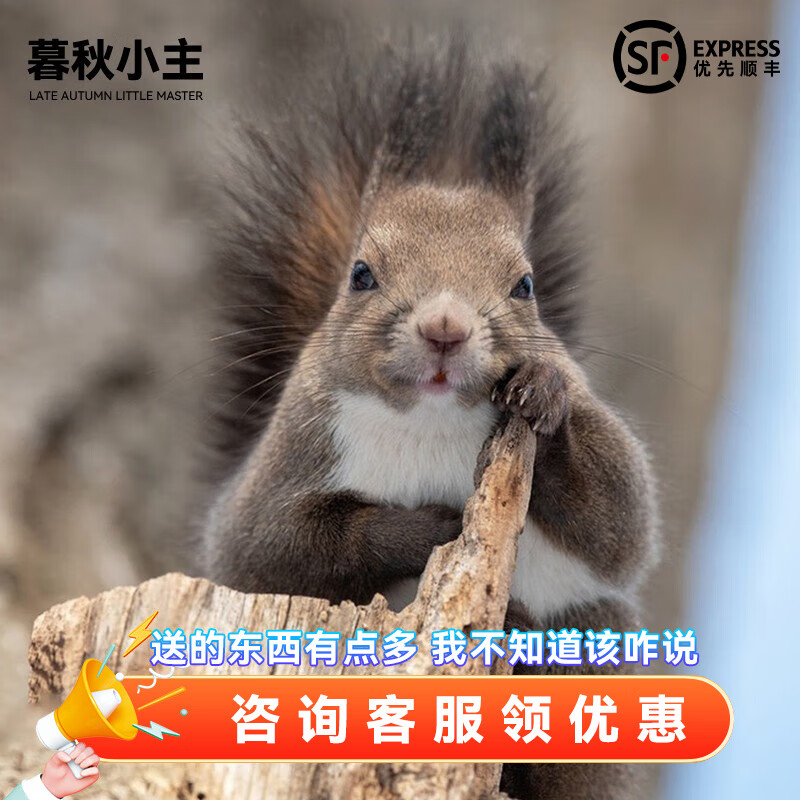 幼崽宠物雪地黄山金花松鼠活物魔王松鼠活体 魔王松鼠幼崽(公母备注)