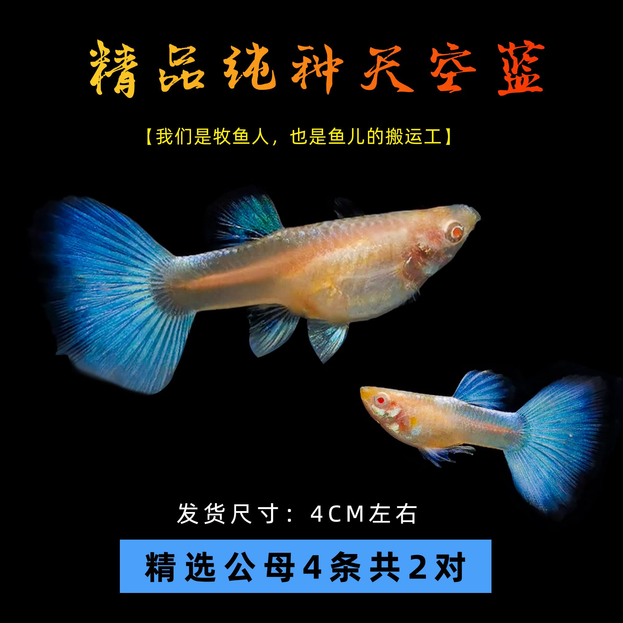 孔雀鱼热带观赏鱼苗小型淡水精品好养耐活生崽狂魔鱼小鱼活体活鱼