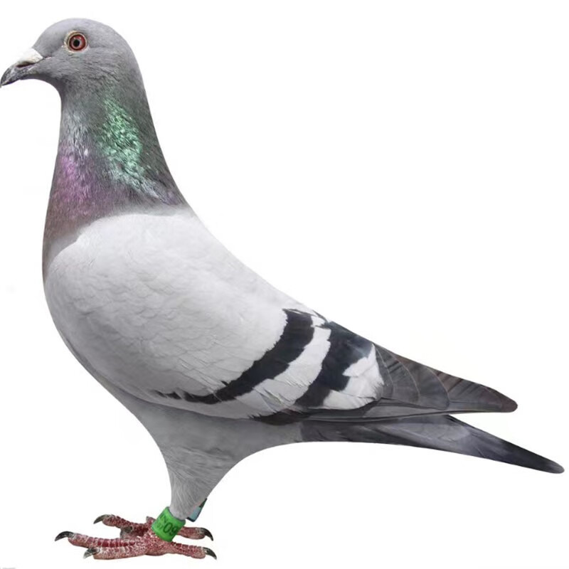 朴彩(pucai)鸽子活一对观赏鸽信鸽赛鸽鸽子小鸽活物幼鸽活体原配种鸽