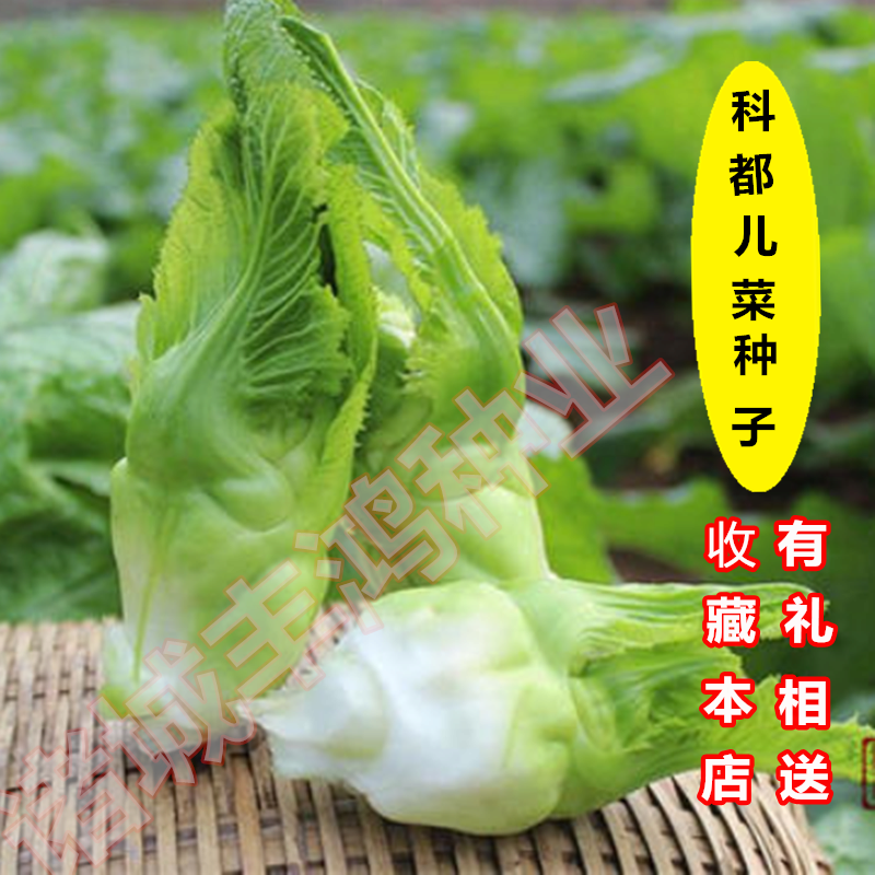 四川儿菜种籽抱子抱儿菜四季抱子芥菜籽蔬菜种孑种子早熟特大种子 儿