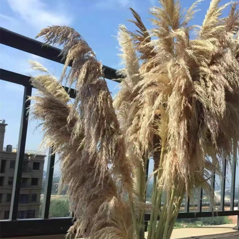 山头林村芦苇干花带花瓶   天然芦苇干花家居真花花束客厅摆设蒲苇