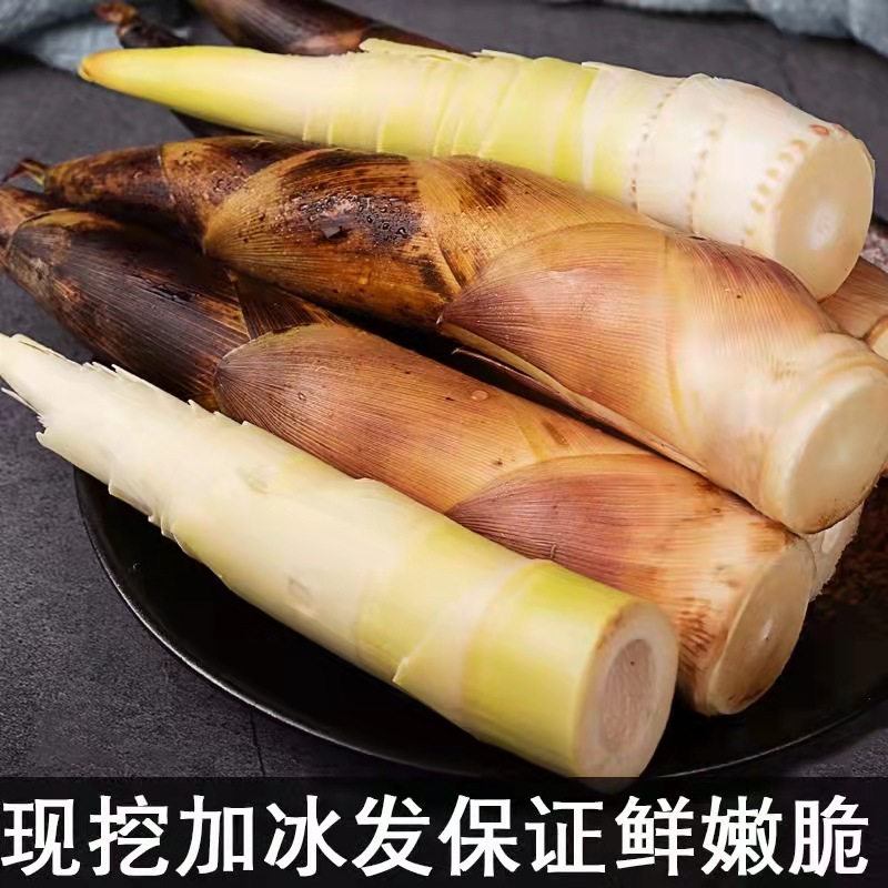松林美果Z现挖四川春笋蒲江明月村雷竹笋新鲜时令蔬菜保温箱加冰袋去老头 精品5斤装+冰袋