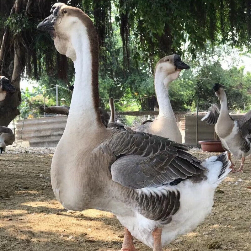 荣郁小鹅活苗狮头鹅活苗正宗汕头特大种狮头鹅潮汕大型鹅幼崽