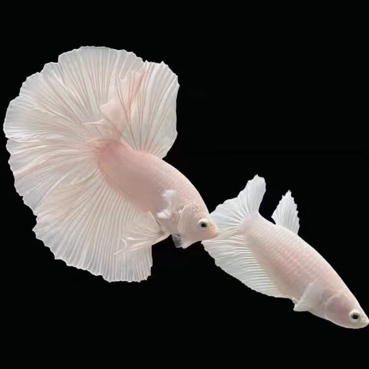 泰国斗鱼马尾狮王半月母斗鱼观赏鱼热带鱼宠物淡水鱼 【繁殖组】a级