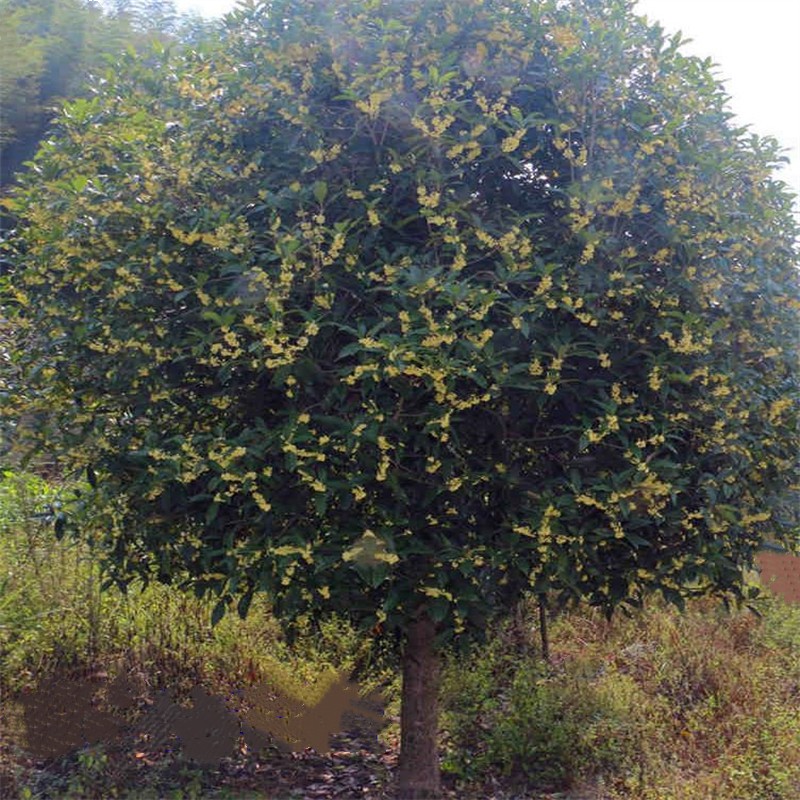 原生苗庭院盆栽地栽金桂别墅大桂花树丹桂室 原生【金桂】 9公分粗