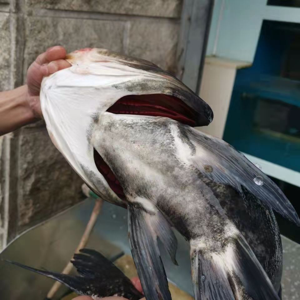 六鲜钓海 正宗千岛湖活鱼 整条胖头鱼乌鲢鱼鳙鱼 生鲜鱼类 4-35斤