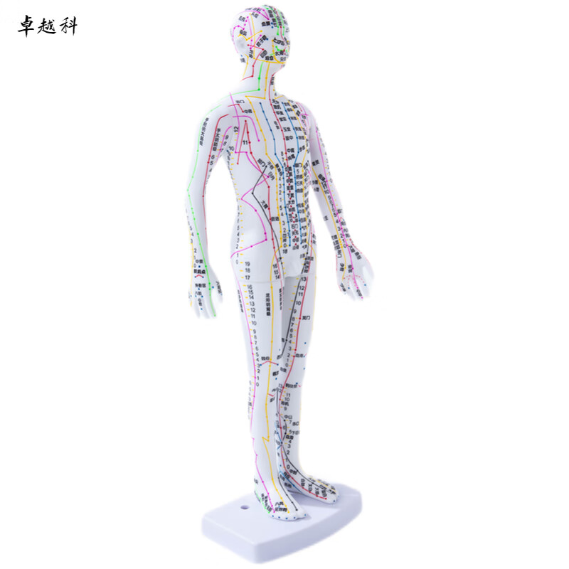 卓越科人體針灸模型經(jīng)絡(luò)穴位中醫(yī)全身十二經(jīng)絡(luò)銅人扎針練習(xí)小皮人數(shù)字定位穴位模特圖35厘米白男