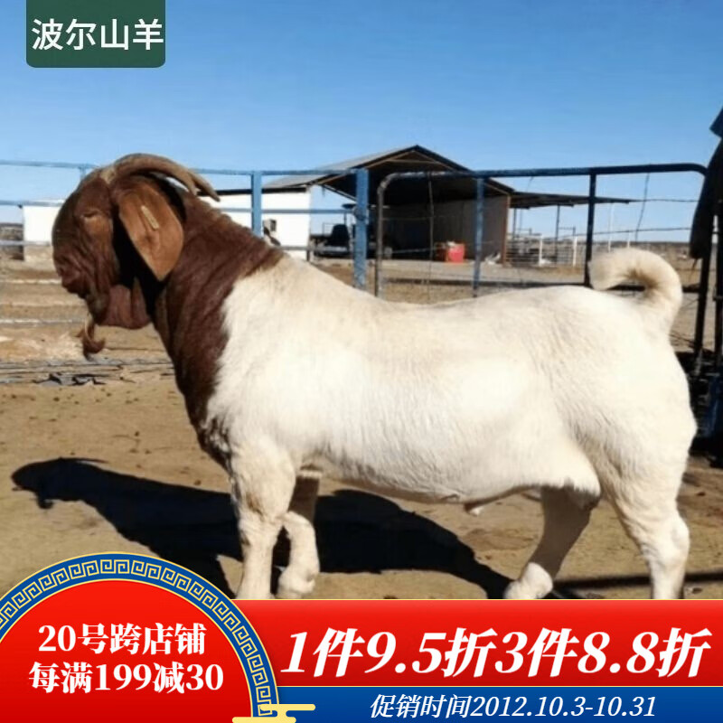 ajaj纯种波尔山羊种羊活羊大耳朵羊羔高产怀孕成年母羊种公羊40斤羊苗