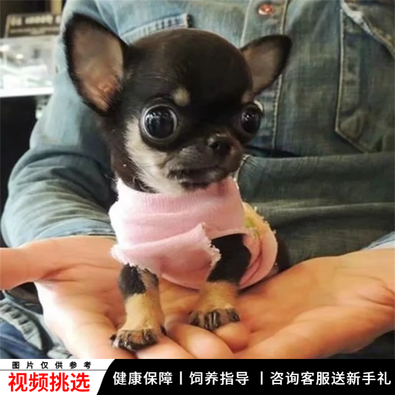 宠六福纯种吉娃娃幼犬苹果头茶杯型铁包金宠物狗狗活体小狗活物幼崽