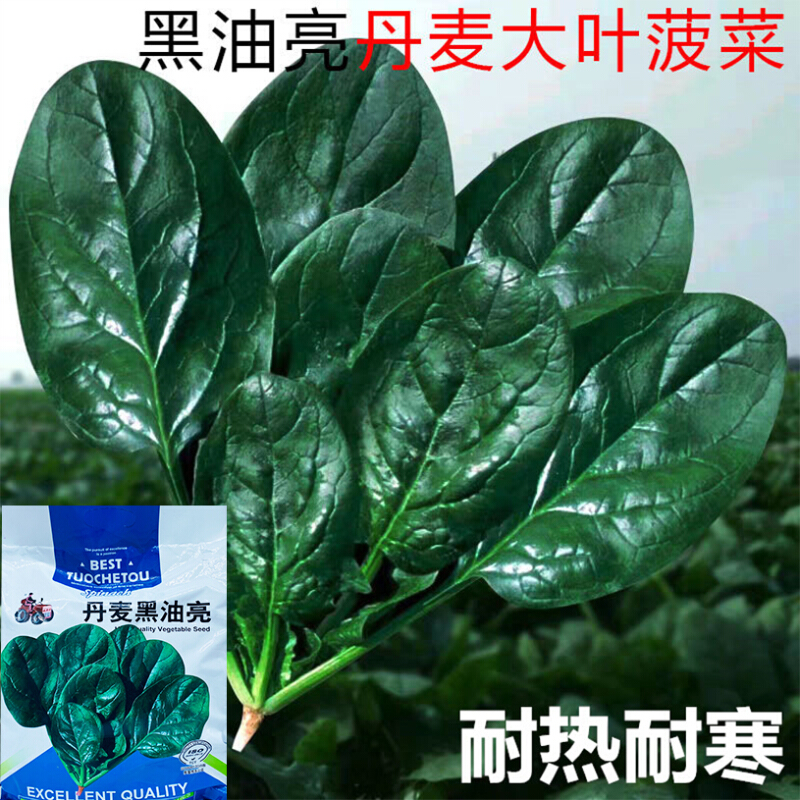 种球低价历史查询|种球价格比较